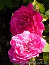Sophy’s Rose Sophy’s Rose