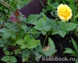 Yellow Eveline Yellow Eveline