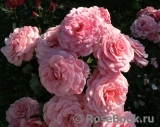 Tickled Pink Tickled Pink