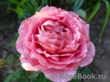 Jubilee Celebration® Jubilee Celebration®
