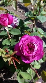 Heidi Klum Rose Heidi Klum Rose