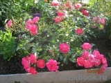 Fuchsia Meillandecor Fuchsia Meillandecor