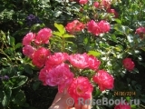 Fuchsia Meillandecor Fuchsia Meillandecor