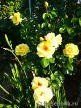 Golden Delight Golden Delight