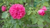 Rosarium Uetersen Rosarium Uetersen