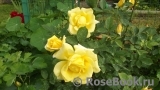 Goldener Olymp Goldener Olymp