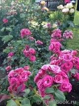 Lovely Lydia® Lovely Lydia®
