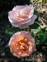 Sangerhauser Jubilaumsrose Sangerhauser Jubilaumsrose
