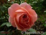 Sangerhauser Jubilaumsrose Sangerhauser Jubilaumsrose