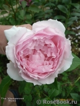 The Wedgwood Rose The Wedgwood Rose
