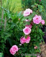 Gertrude Jekyll Gertrude Jekyll