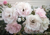 Mini Eden Rose Mini Eden Rose