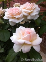 Chandos Beauty Chandos Beauty
