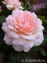 Chandos Beauty Chandos Beauty