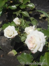 Alabaster Alabaster
