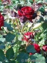 Perle Noire Perle Noire