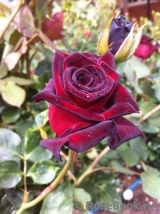 Black Baccara Black Baccara