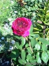 Falstaff® Falstaff®