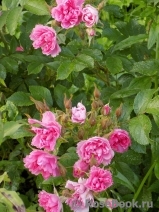Pink Grootendorst Pink Grootendorst