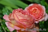 Jubilee Celebration® Jubilee Celebration®