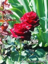 Perle Noire Perle Noire