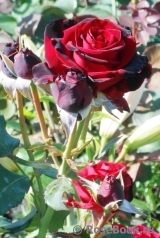 Perle Noire Perle Noire