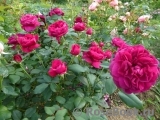 Darcey Bussell Darcey Bussell