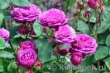 Heidi Klum Rose Heidi Klum Rose