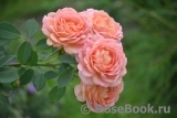 Lady of Shalott Lady of Shalott