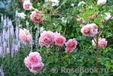 Jubilee Celebration® Jubilee Celebration®