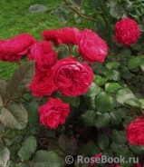 Red Leonardo da Vinci Red Leonardo da Vinci