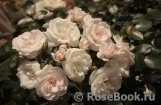 Aspirin Rose Aspirin Rose