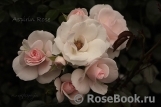 Aspirin Rose Aspirin Rose