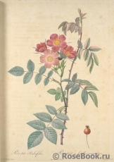 Rosa glauca Rosa glauca