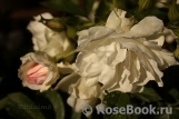 Ritausma Ritausma