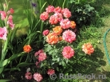Broceliande Broceliande