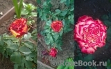 Spanish Dancer