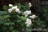 Ritausma Ritausma