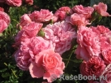 Rosarium Uetersen Rosarium Uetersen
