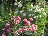 Rosarium Uetersen Rosarium Uetersen