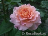 Augusta Luise Augusta Luise