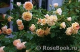 Crown Princess Margareta® Crown Princess Margareta®
