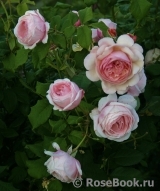 A Shropshire Lad A Shropshire Lad