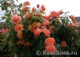 Westerland Westerland