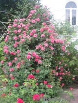 Rosarium Uetersen Rosarium Uetersen