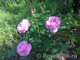 Mary Rose Mary Rose