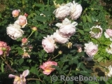 William Morris William Morris