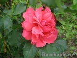 Pink Abundance Pink Abundance