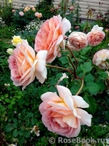 Abraham Darby Abraham Darby