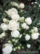 White Morsdag White Morsdag